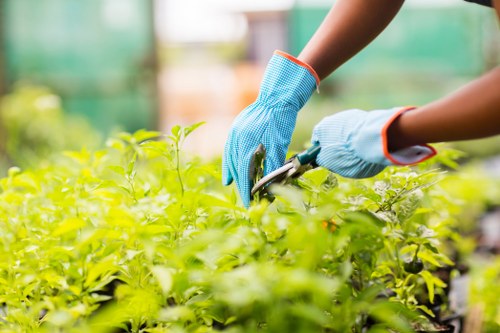 Summer garden care in East Ham