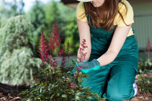 Planning a landscape garden with plant selection