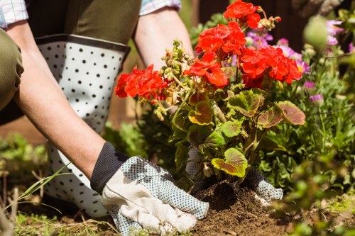 A gardener wearing gardening gloves is planting a bright red flowering geranium in a landscaped outdoor garden area. The garden features a mix of flower beds with colorful blooms, including pink and purple flowers, and neatly maintained green foliage. In the foreground, the soil appears moist and well-tended, with some small green plants nearby. The background includes a hedge or shrubbery, adding a structured boundary to the garden space, which is illuminated by natural daylight, suggesting a clear weather condition. The scene reflects a well-kept outdoor garden typical of East Ham, with landscaping elements such as flower beds and soil preparation, showcasing gardening activity that aligns with professional garden maintenance services provided by businesses like Landscapers East Ham.
